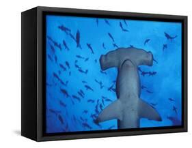 Hammerhead Shark from Below, Galapagos Islands, Ecuador-Stuart Westmoreland-Framed Stretched Canvas