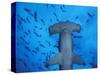 Hammerhead Shark from Below, Galapagos Islands, Ecuador-Stuart Westmoreland-Stretched Canvas