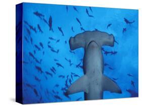 Hammerhead Shark from Below, Galapagos Islands, Ecuador-Stuart Westmoreland-Stretched Canvas