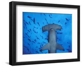 Hammerhead Shark from Below, Galapagos Islands, Ecuador-Stuart Westmoreland-Framed Photographic Print