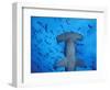 Hammerhead Shark from Below, Galapagos Islands, Ecuador-Stuart Westmoreland-Framed Photographic Print