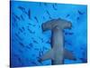 Hammerhead Shark from Below, Galapagos Islands, Ecuador-Stuart Westmoreland-Stretched Canvas