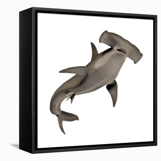 Hammerhead Shark-null-Framed Stretched Canvas