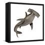 Hammerhead Shark-null-Framed Stretched Canvas
