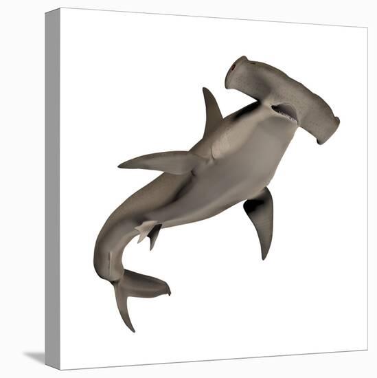 Hammerhead Shark-null-Stretched Canvas