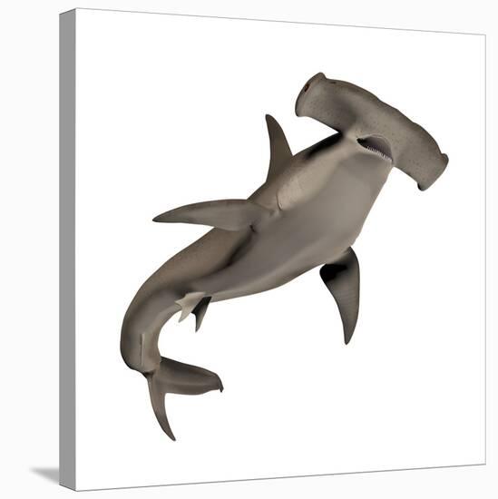 Hammerhead Shark-null-Stretched Canvas