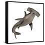 Hammerhead Shark-null-Framed Stretched Canvas