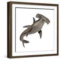 Hammerhead Shark-null-Framed Premium Giclee Print