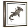 Hammerhead Shark-null-Framed Premium Giclee Print