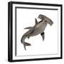 Hammerhead Shark-null-Framed Premium Giclee Print