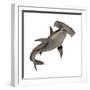 Hammerhead Shark-null-Framed Premium Giclee Print