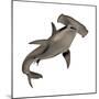 Hammerhead Shark-null-Mounted Premium Giclee Print