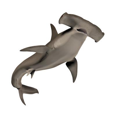 Hammerhead Shark Print