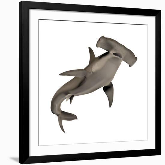 Hammerhead Shark-null-Framed Art Print