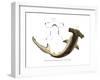 Hammerhead-null-Framed Giclee Print