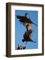 Hammerkops in flight-Scott Bennion-Framed Photo