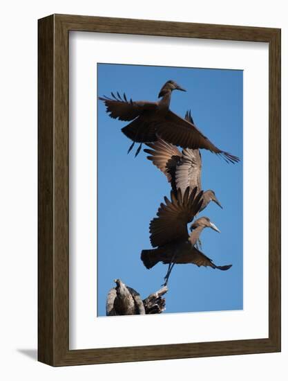 Hammerkops in flight-Scott Bennion-Framed Photo