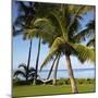 Hammock Between Two Palms-Ron Chapple-Mounted Photographic Print