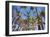 Hammock in a Palm Grove, Puerto Rico-George Oze-Framed Photographic Print