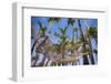 Hammock in a Palm Grove, Puerto Rico-George Oze-Framed Photographic Print