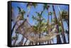 Hammock in a Palm Grove, Puerto Rico-George Oze-Framed Stretched Canvas