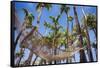 Hammock in a Palm Grove, Puerto Rico-George Oze-Framed Stretched Canvas