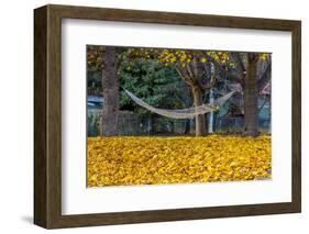 Hammock Looking Inviting in a Leaf Strewn Yard in Whitefish, Montana-Chuck Haney-Framed Photographic Print