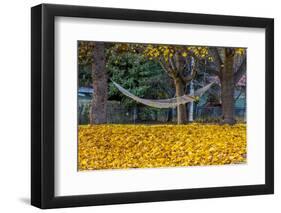 Hammock Looking Inviting in a Leaf Strewn Yard in Whitefish, Montana-Chuck Haney-Framed Photographic Print