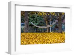 Hammock Looking Inviting in a Leaf Strewn Yard in Whitefish, Montana-Chuck Haney-Framed Photographic Print