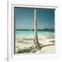 Hammocks Tied to a Palm Tree-null-Framed Photographic Print