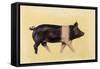 Hampshire pig, 2016-Francesca Sanders-Framed Stretched Canvas