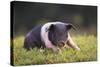 Hampshire Pig Sitting in Grass-DLILLC-Stretched Canvas