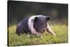 Hampshire Pig Sitting in Grass-DLILLC-Stretched Canvas