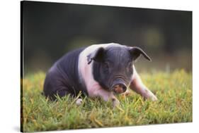 Hampshire Pig Sitting in Grass-DLILLC-Stretched Canvas