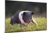 Hampshire Pig Sitting in Grass-DLILLC-Mounted Photographic Print