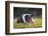 Hampshire Pig Sitting in Grass-DLILLC-Framed Photographic Print