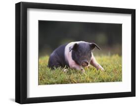 Hampshire Pig Sitting in Grass-DLILLC-Framed Photographic Print