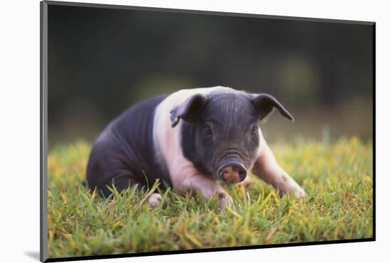 Hampshire Pig Sitting in Grass-DLILLC-Mounted Photographic Print