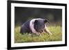 Hampshire Pig Sitting in Grass-DLILLC-Framed Photographic Print