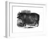 Hampshire Sow, 1848-null-Framed Giclee Print