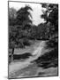 Hampstead Heath-Fred Musto-Mounted Photographic Print