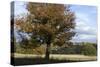 Hampstead Heath-Natalie Tepper-Stretched Canvas