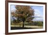 Hampstead Heath-Natalie Tepper-Framed Photo