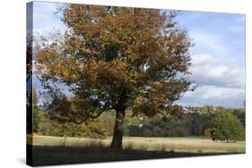 Hampstead Heath-Natalie Tepper-Stretched Canvas