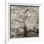 Hamption Magnolia II-Alan Blaustein-Framed Photographic Print