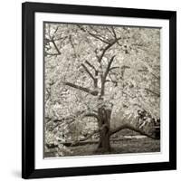 Hamption Magnolia II-Alan Blaustein-Framed Photographic Print