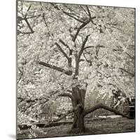 Hamption Magnolia II-Alan Blaustein-Mounted Photographic Print