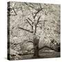 Hamption Magnolia II-Alan Blaustein-Stretched Canvas