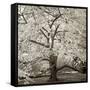 Hamption Magnolia II-Alan Blaustein-Framed Stretched Canvas