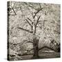 Hamption Magnolia II-Alan Blaustein-Stretched Canvas